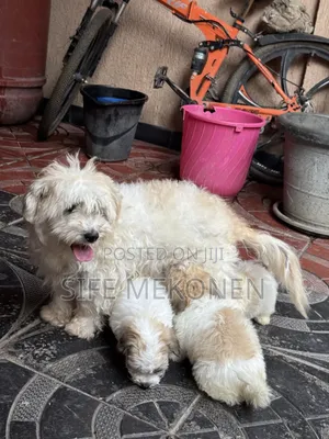 1-3 months Male Purebred Maltese