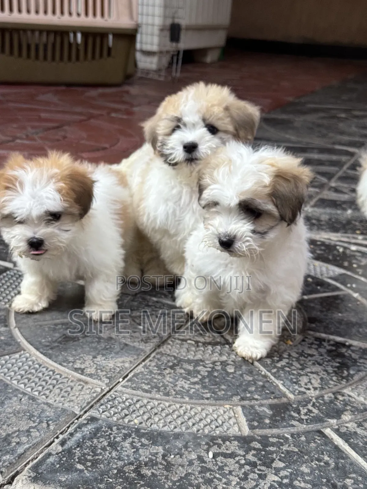 1-3 months Male Purebred Maltipoo