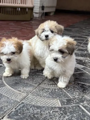 1-3 months Male Purebred Maltipoo
