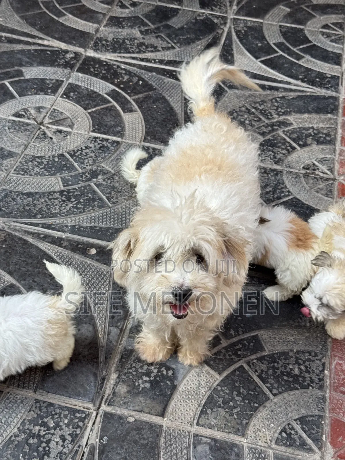 1-3 months Male Purebred Maltipoo