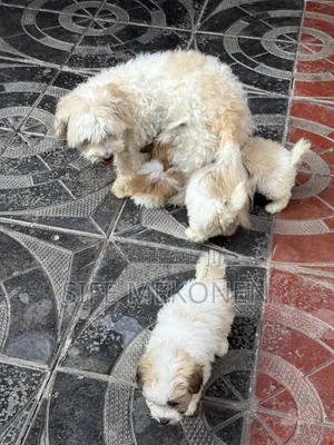 1-3 months Male Purebred Maltipoo