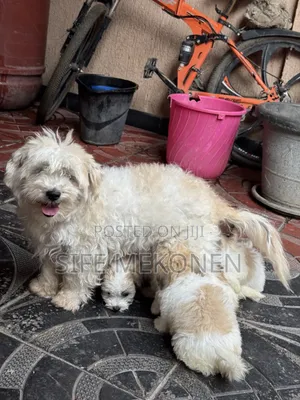 1-3 months Male Purebred Maltipoo