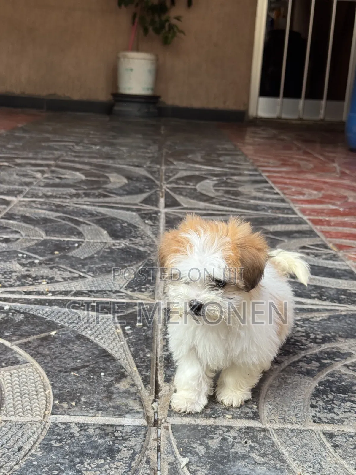 1-3 months Male Purebred Maltese