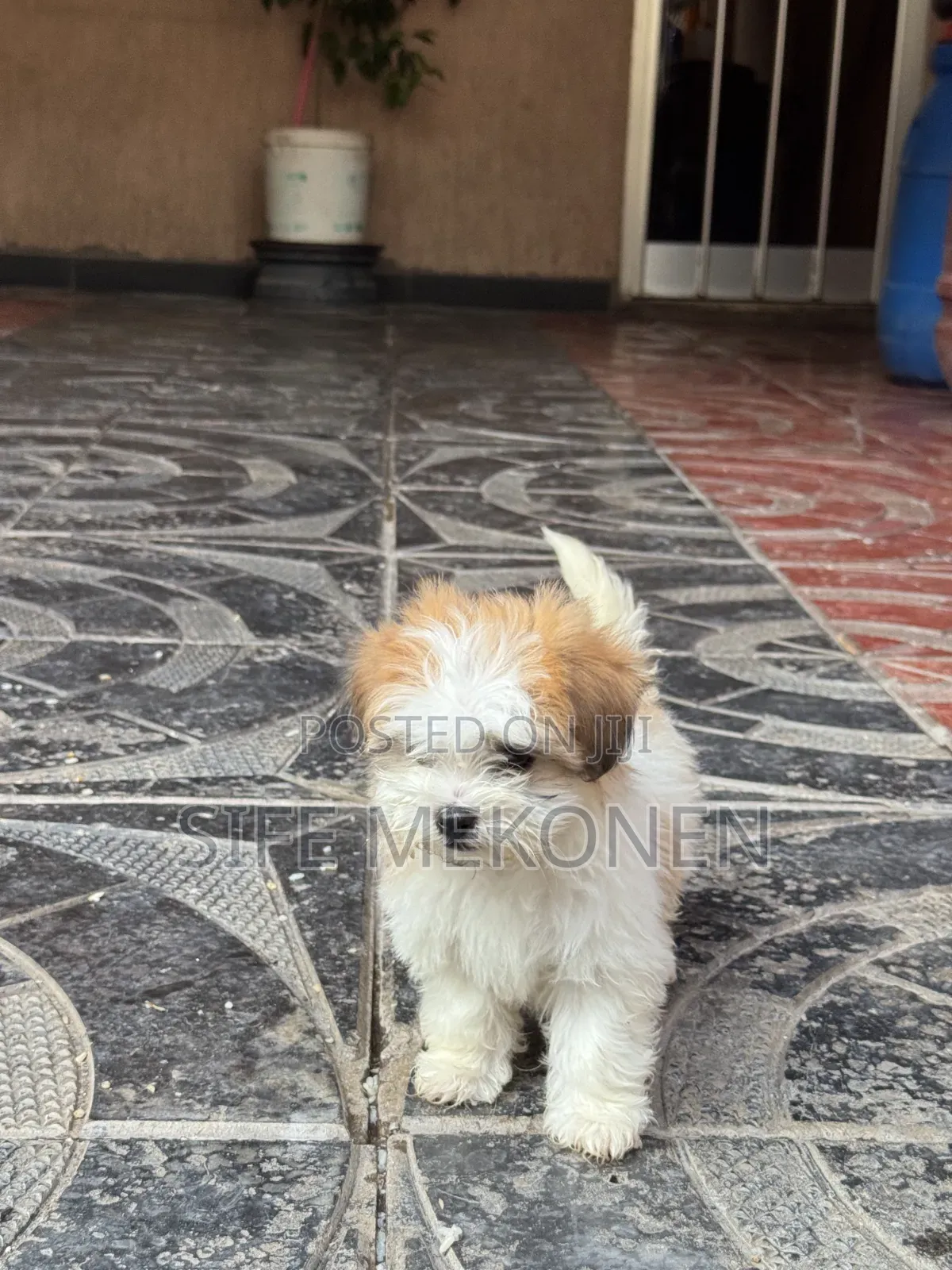 1-3 months Male Purebred Maltese