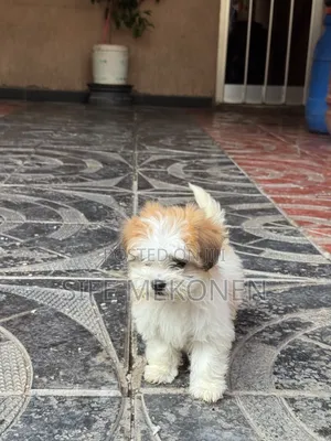 1-3 months Male Purebred Maltese