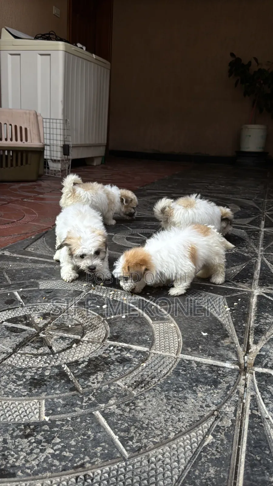 1-3 months Male Purebred Maltese