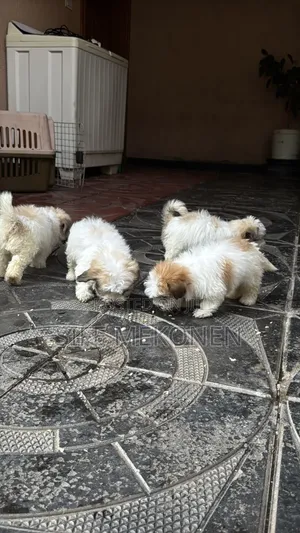 1-3 months Male Purebred Maltese