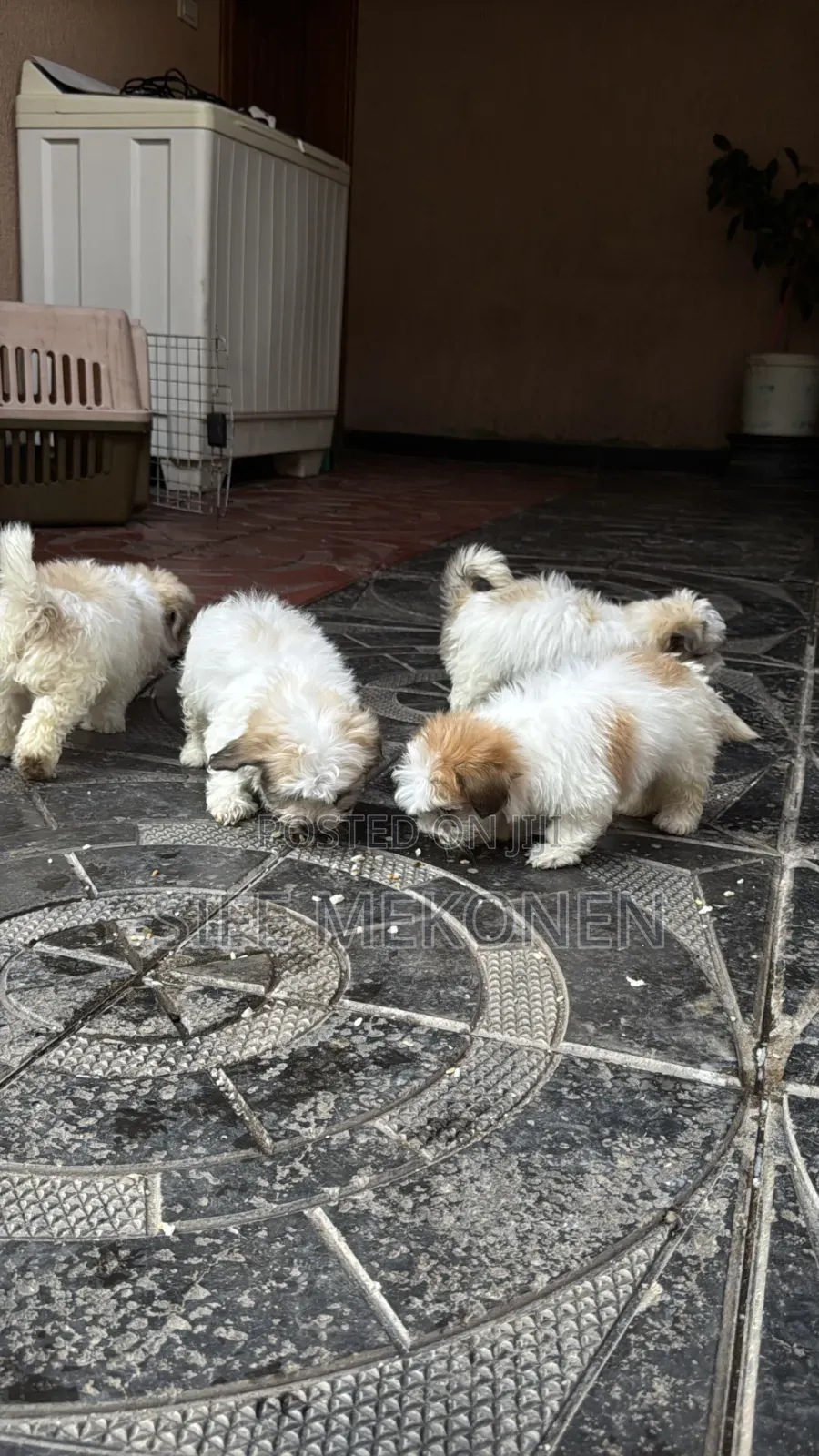 1-3 months Male Purebred Maltese