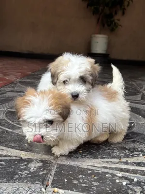 1-3 months Female Purebred Shih Tzu