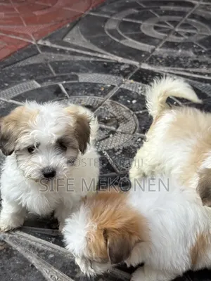 1-3 months Female Purebred Shih Tzu