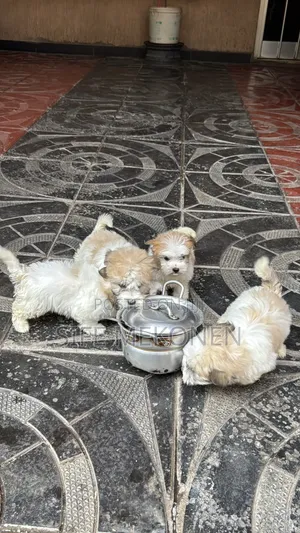 1-3 months Female Purebred Shih Tzu