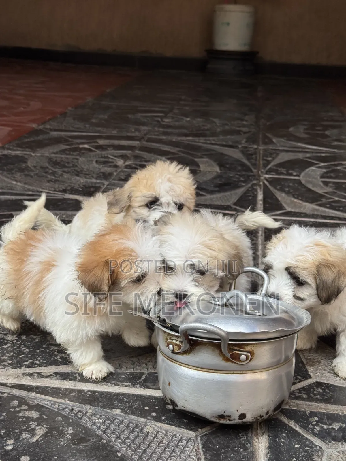 1-3 months Female Purebred Shih Tzu
