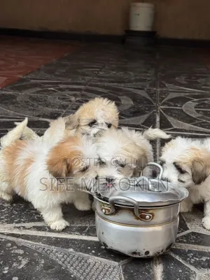 1-3 months Female Purebred Shih Tzu