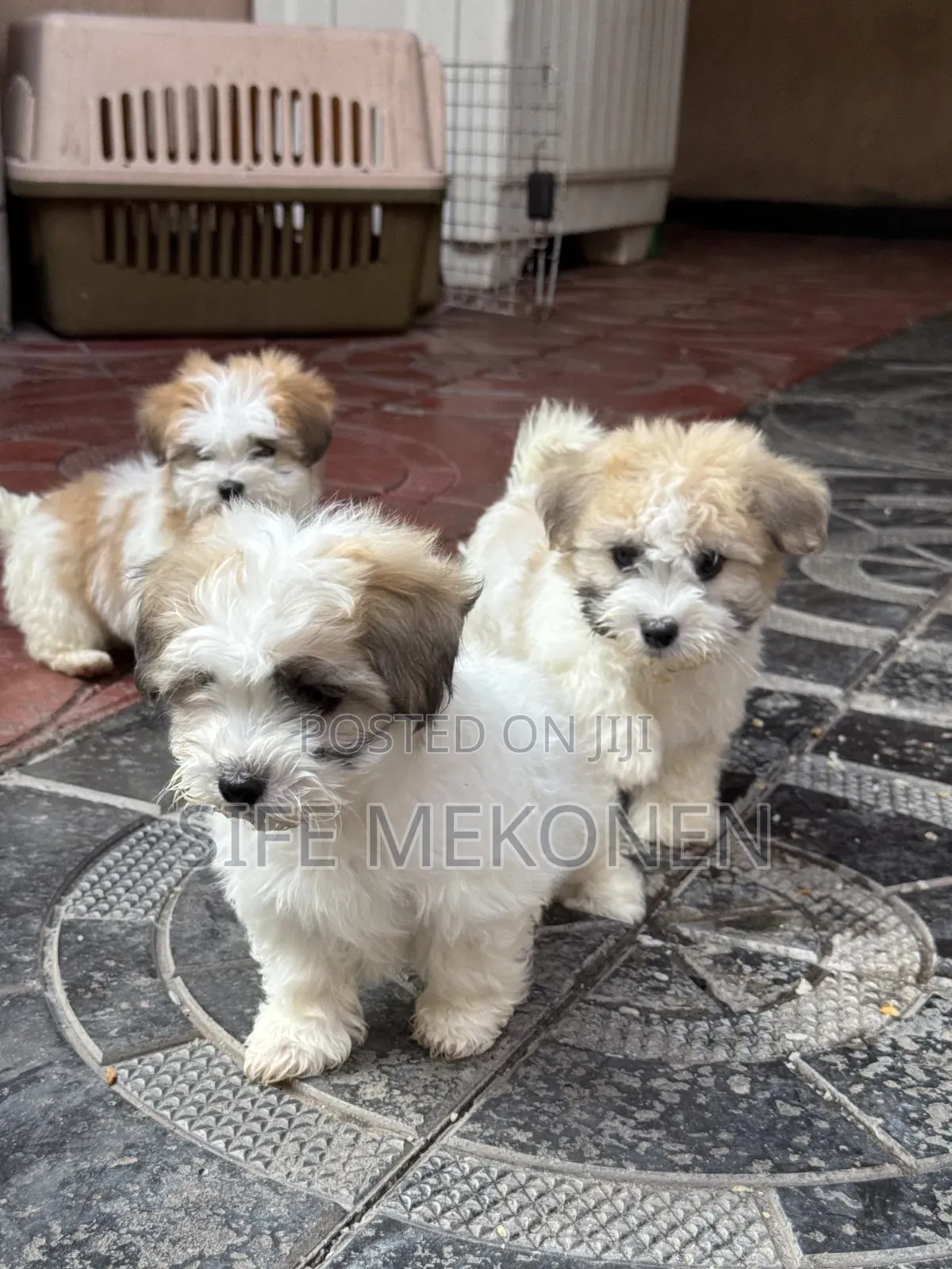1-3 months Female Purebred Maltipoo