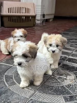 1-3 months Female Purebred Maltipoo
