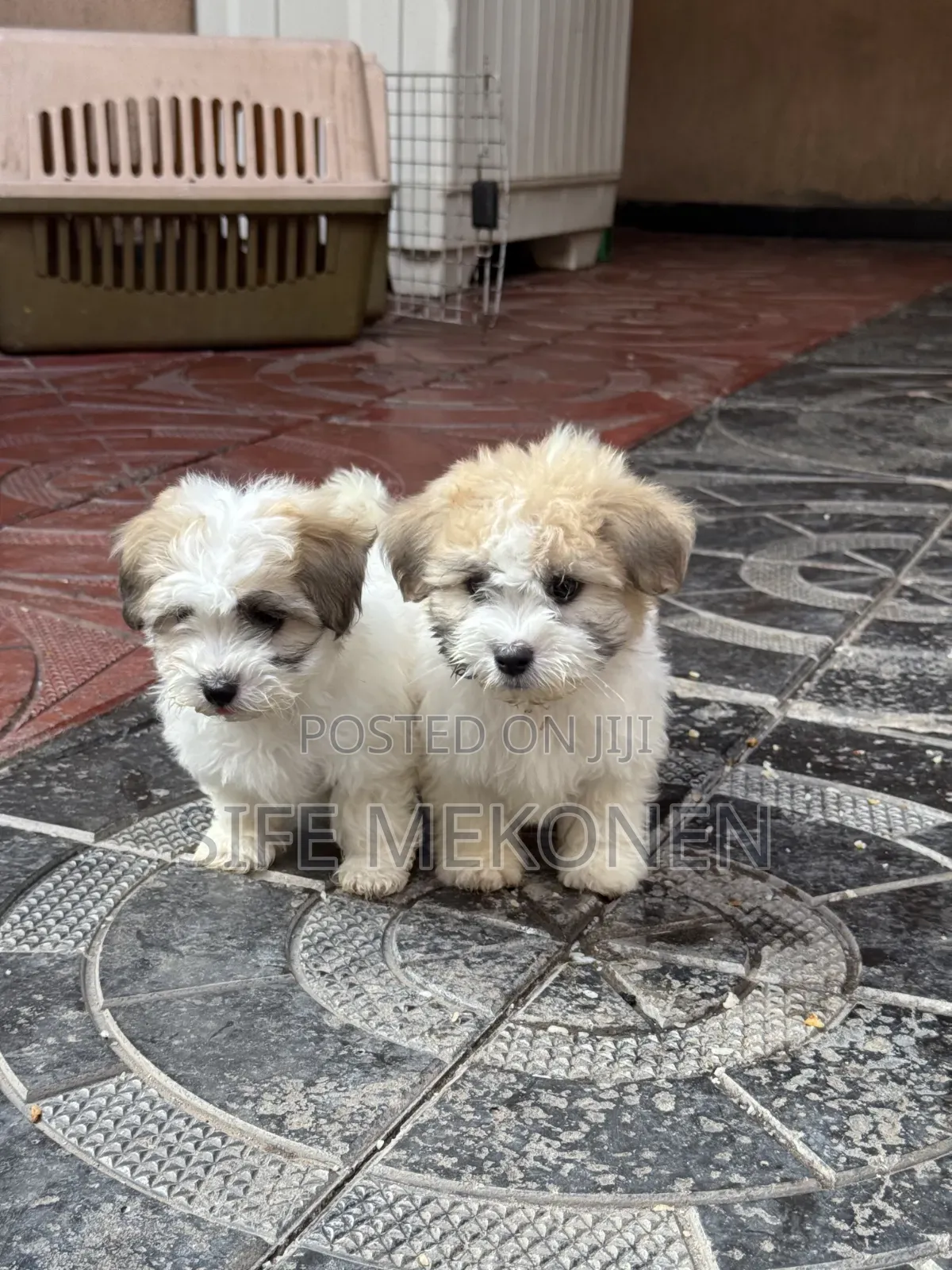 1-3 months Female Purebred Maltipoo