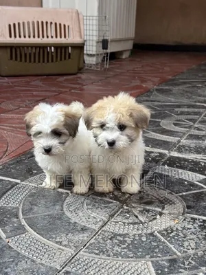 1-3 months Female Purebred Maltipoo