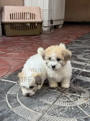 1-3 months Female Purebred Maltipoo