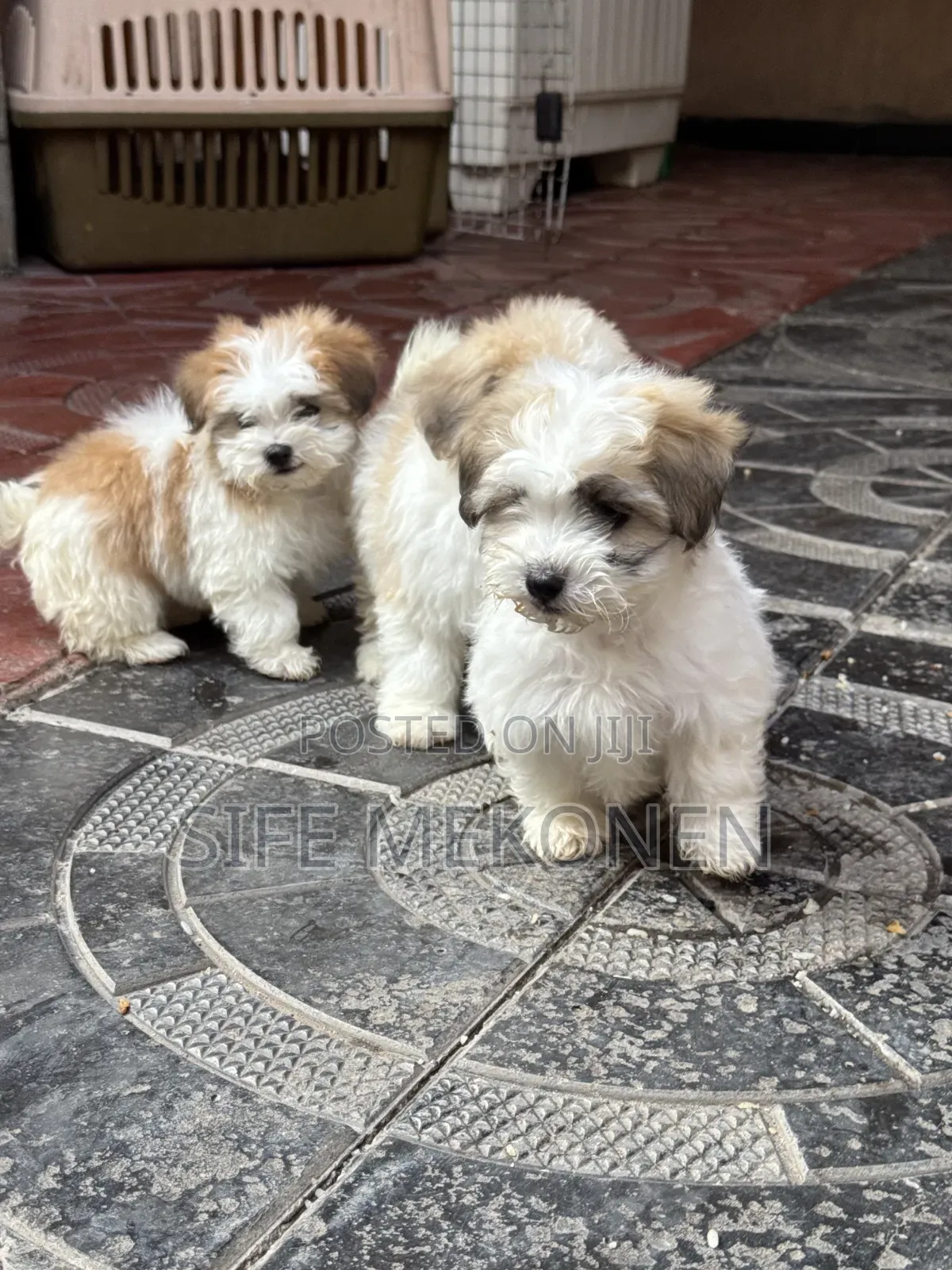 1-3 months Female Purebred Maltipoo