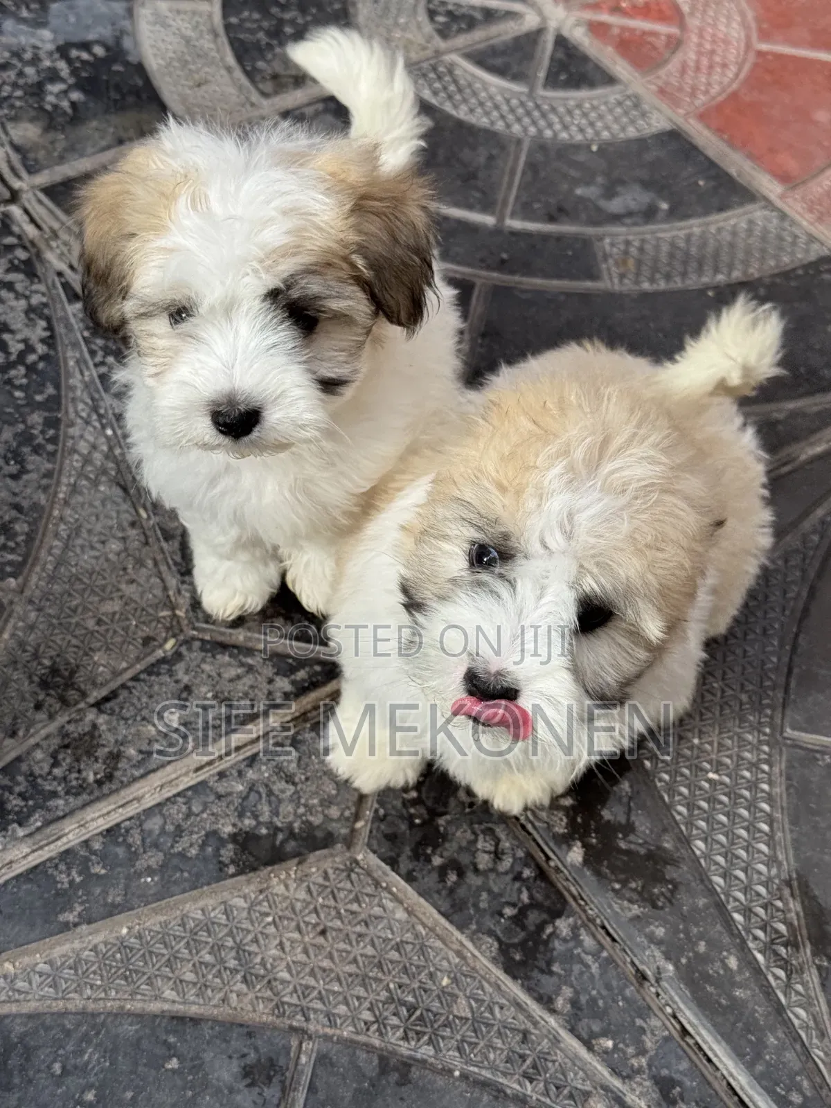 1-3 months Male Purebred Maltipoo