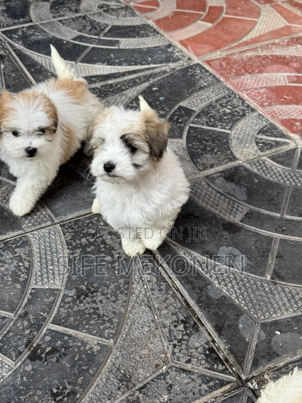 1-3 months Male Purebred Maltipoo