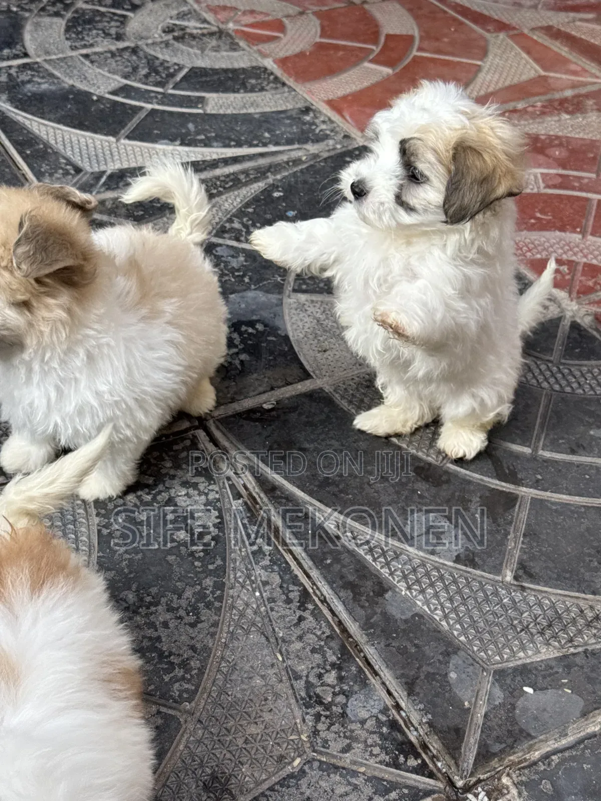 1-3 months Male Purebred Maltipoo