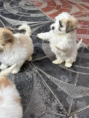 1-3 months Male Purebred Maltipoo