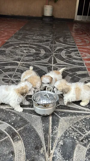 1-3 months Male Purebred Maltipoo