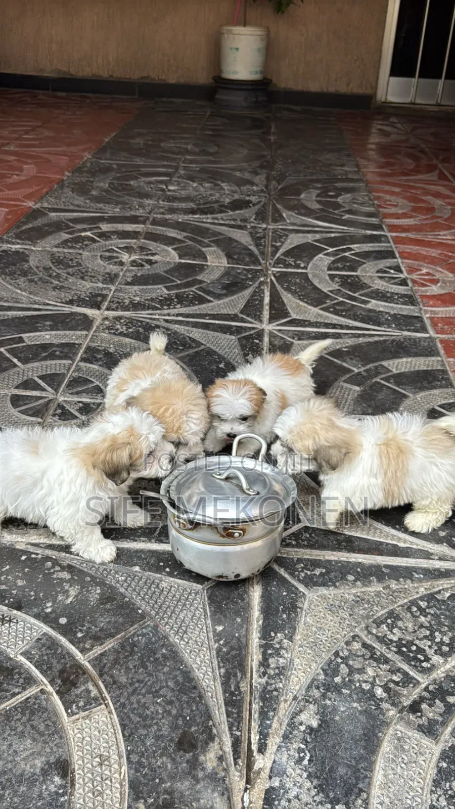 1-3 months Male Purebred Maltipoo