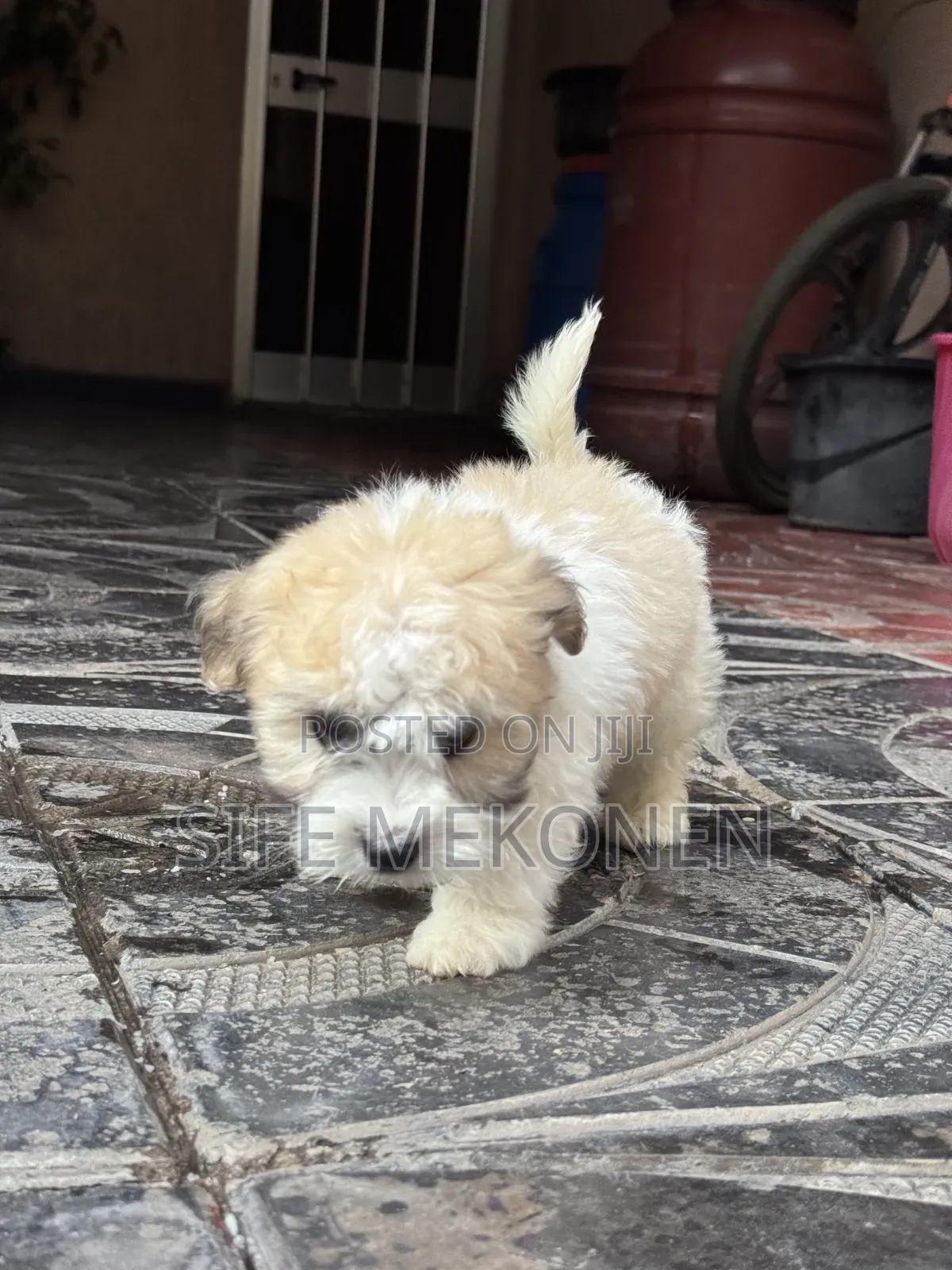1-3 months Male Purebred Maltipoo