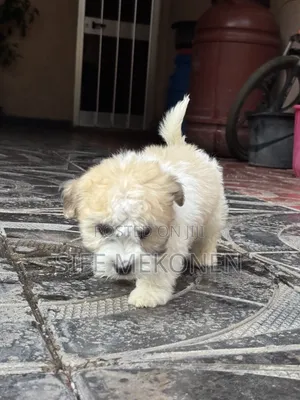 1-3 months Male Purebred Maltipoo