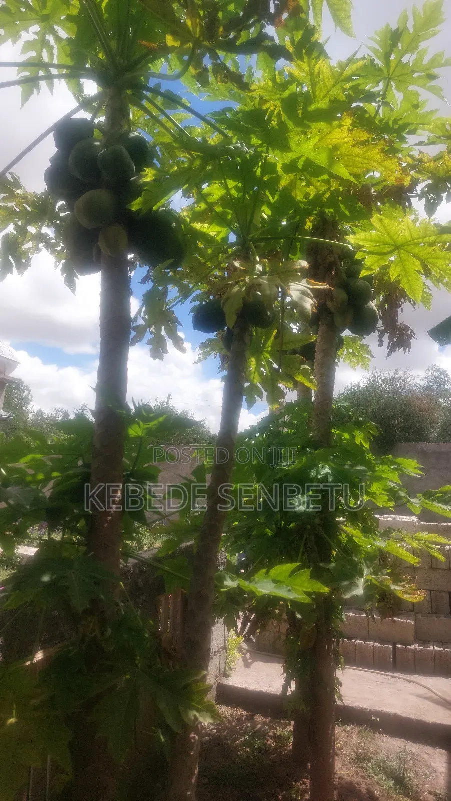 Furnished 3bdrm House in Oroma, East Shewa for rent