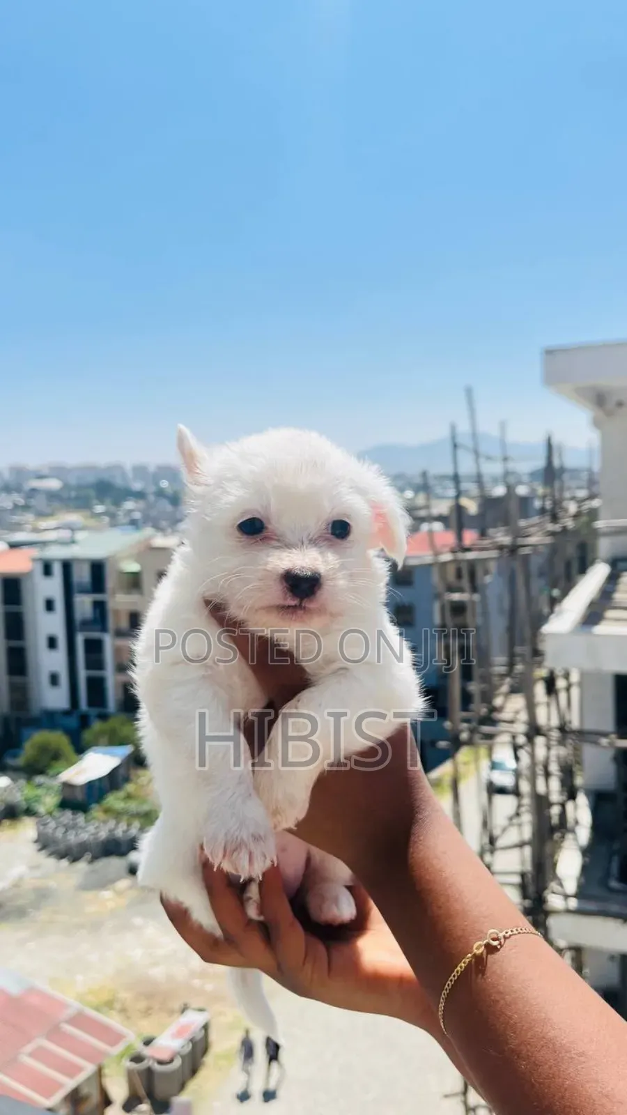 1-3 months Female Mixed Breed Maltese