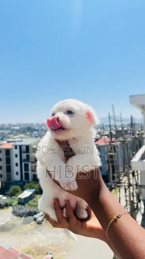 1-3 months Female Mixed Breed Maltese