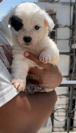 1-3 months Male Mixed Breed Dog