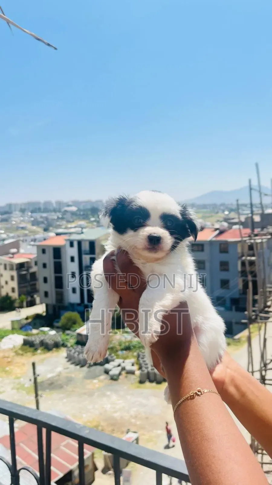 1-3 months Female Mixed Breed Dog