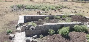 Photo - መሰረት የወጣ Yemehaber Bota Keniteri Gara Bolo Sheger Admi