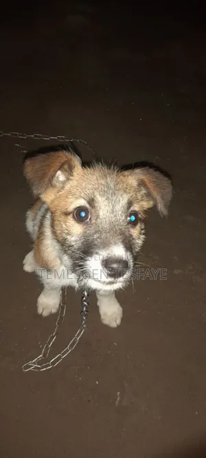 1+ year Male Mixed Breed Jack Russell Terrier