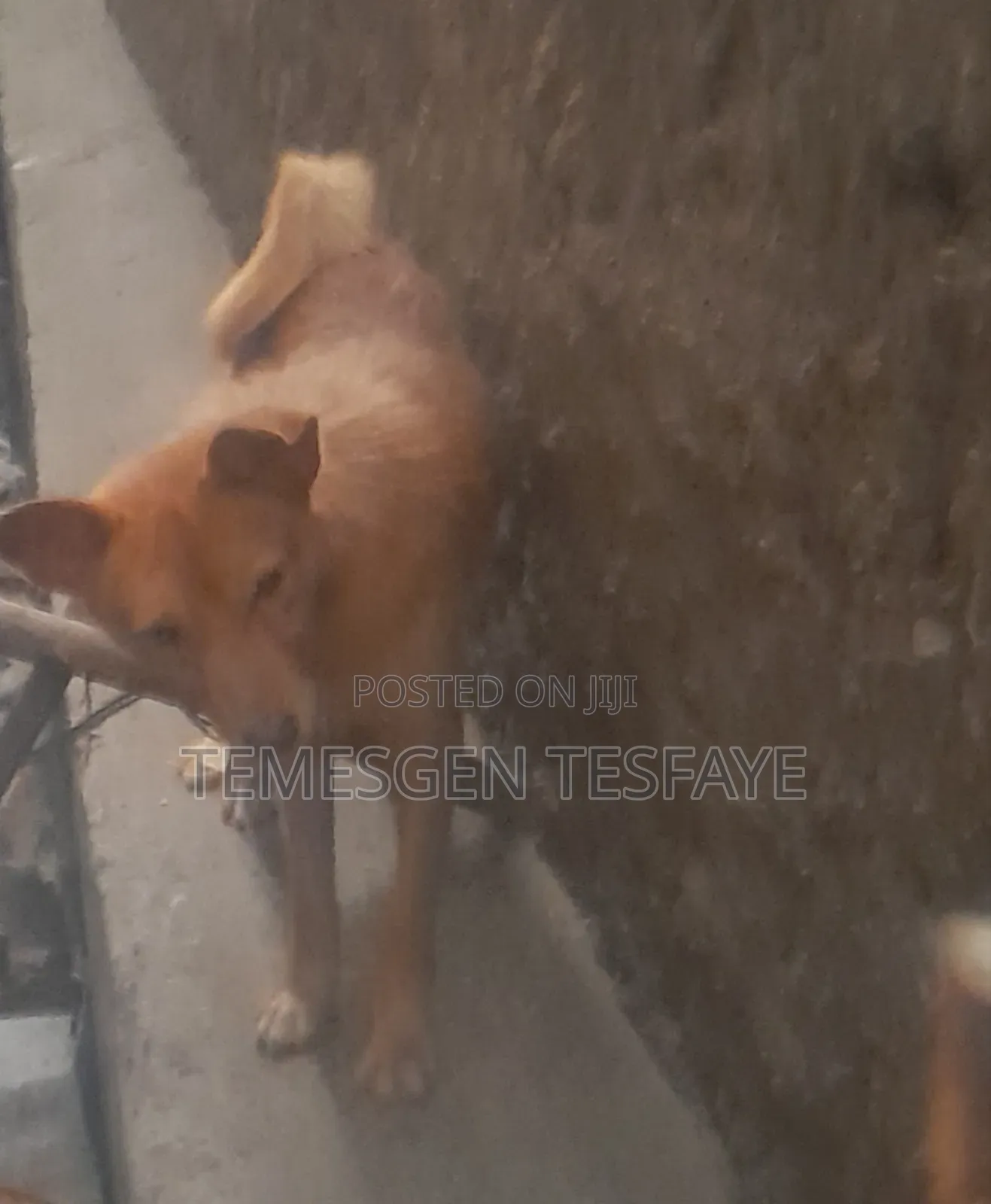 1+ year Male Mixed Breed Jack Russell Terrier