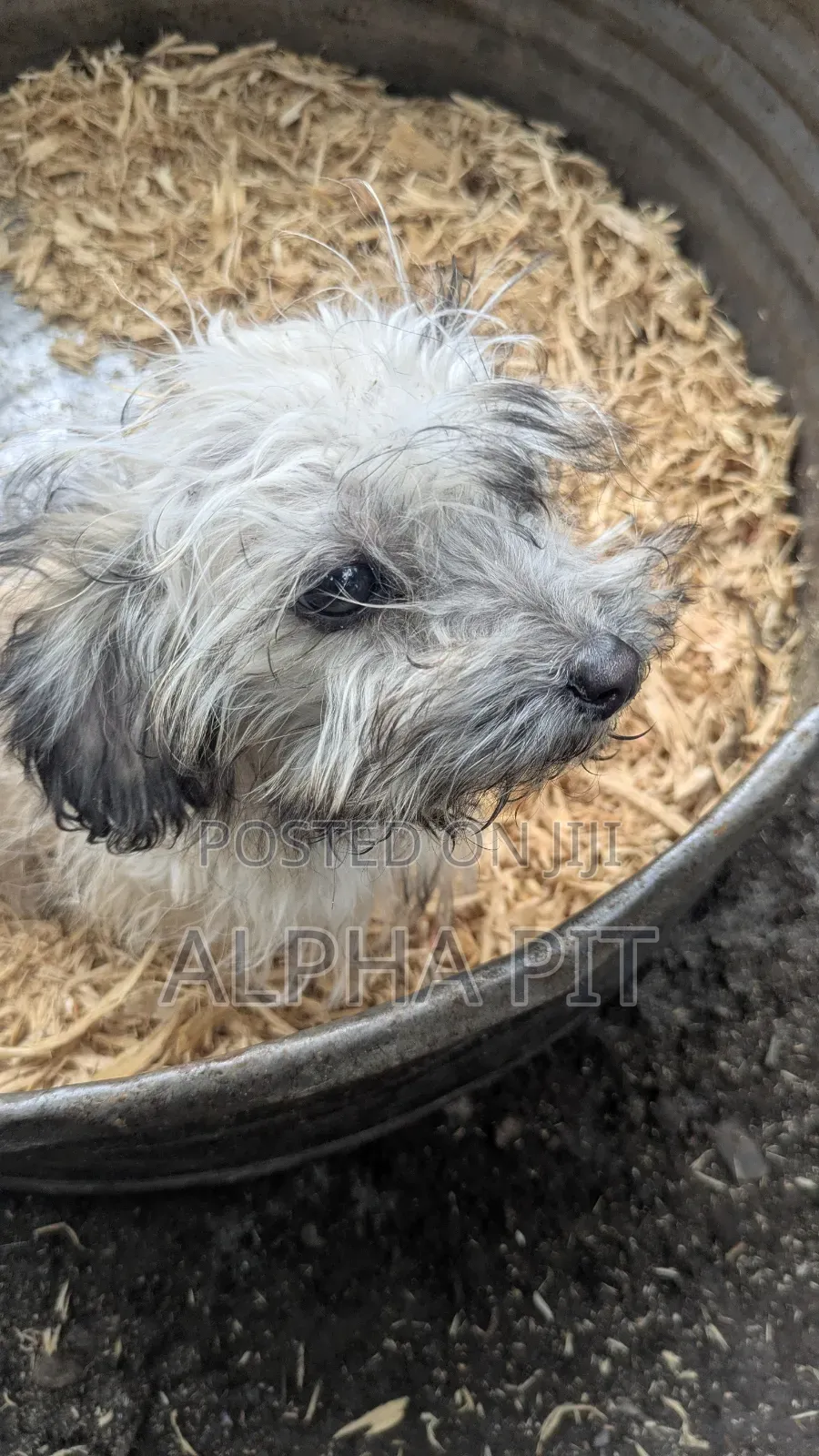 1-3 months Female Purebred Maltese