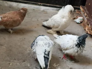 እርግብ ሀይ ፍለየረ ጥንድ