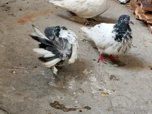እርግብ ሀይ ፍለየረ ጥንድ