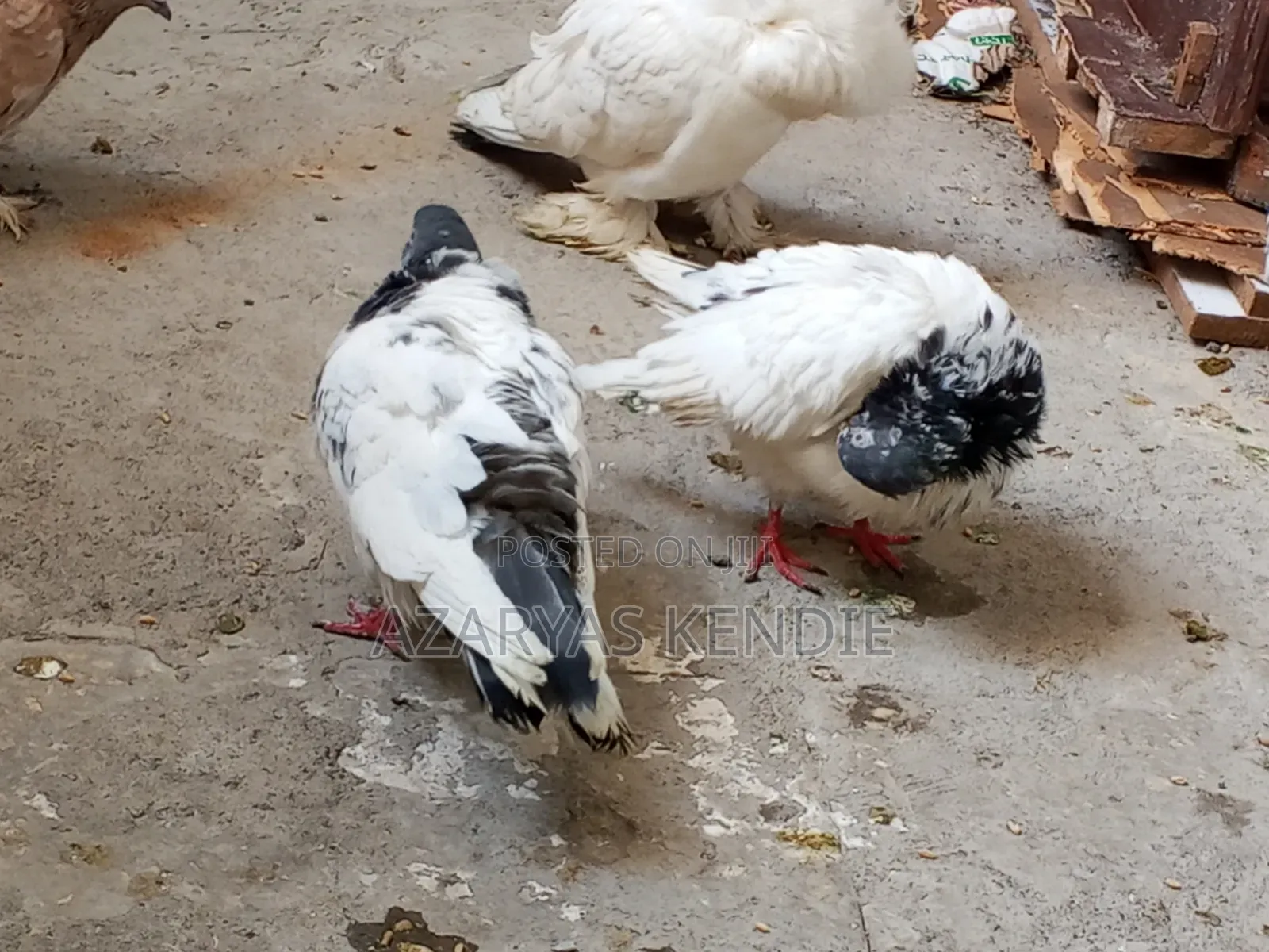 እርግብ ሀይ ፍለየረ ጥንድ