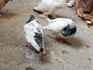 እርግብ ሀይ ፍለየረ ጥንድ