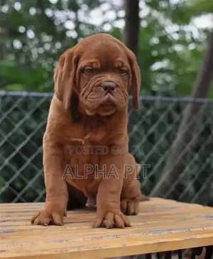 1-3 months Male Purebred Bullmastiff