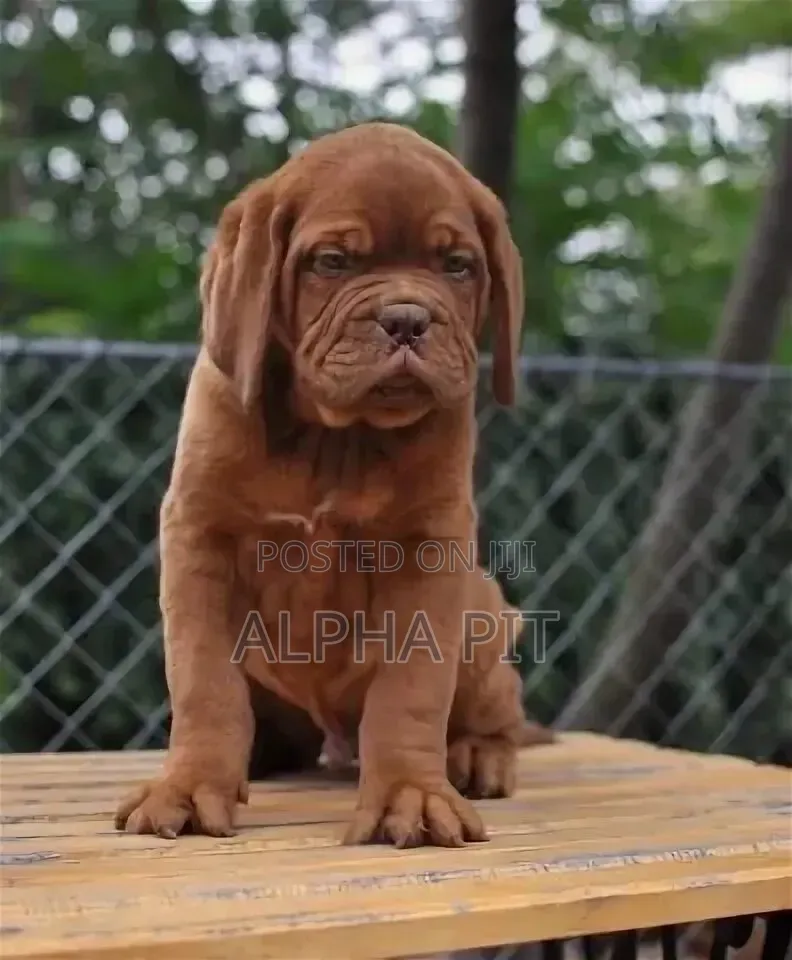 1-3 months Male Purebred Bullmastiff