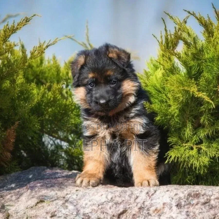 1-3 months Male Purebred German Shepherd