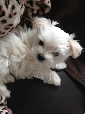 1-3 months Male Purebred Maltese