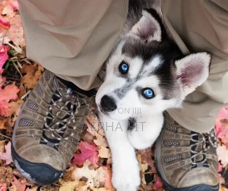 1-3 months Male Purebred Siberian Husky