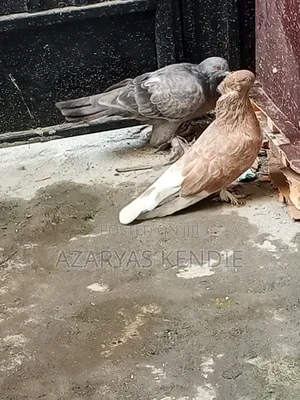 እርግብ የማሸጡ አስቸኳይ